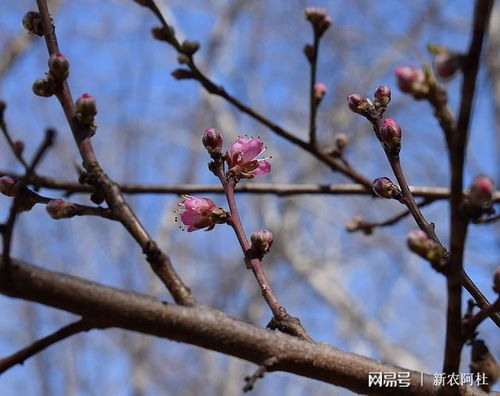 桃树生长期修剪对产量至关重要及桃树人工疏果技术要点