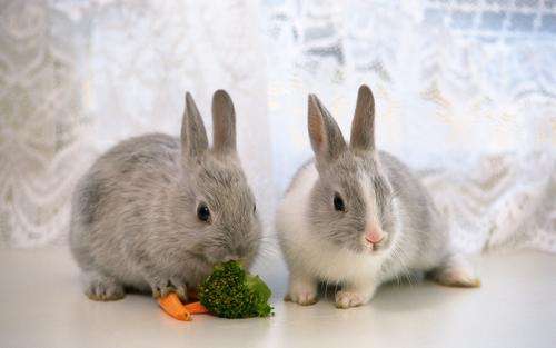兔子有毛球病可以吃油吗