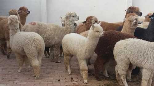 黄山宠物羊驼养殖场回收