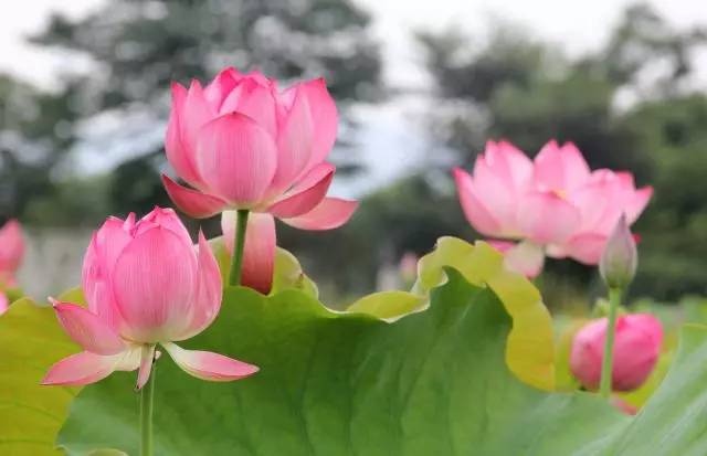 六月荷花香满池,快来余杭这些地方赏荷花喽