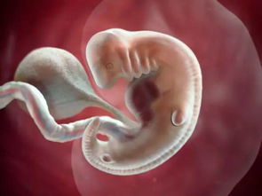 原创通过胎心判断宝宝发育是否健全？胎心是宝宝生命的重要标志