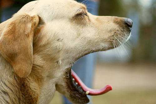 狗狗患癌症的五大征兆