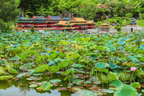 樟坑哪有免费停车场,2019端午节深圳适合去哪里玩