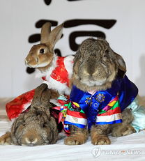 韩国乐园展出身着韩服的兔子迎接兔年到来 
