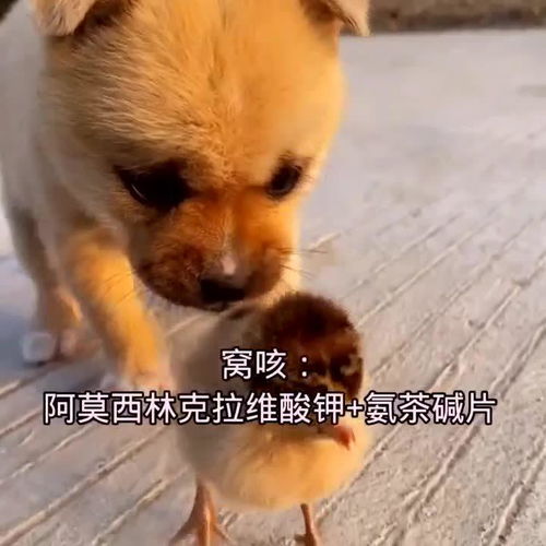 养犬知识(养犬知识宣传)