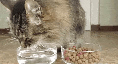 猫咪不爱喝水 试试这几种办法