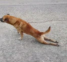 狗狗拖着两条后腿在大街上行走,大家看到后面,傻了