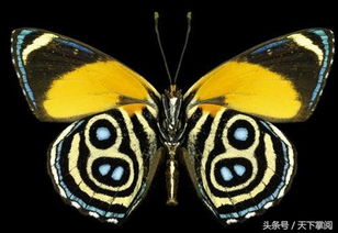 世界上最美的八种蝴蝶 每一种颜色都不同 