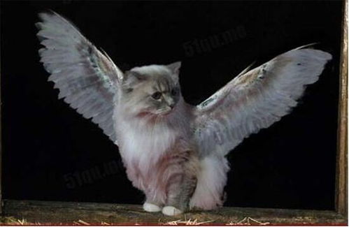 日本多次出现 翼猫 ,背上长 翅膀 ,专家判断可能是变异猫