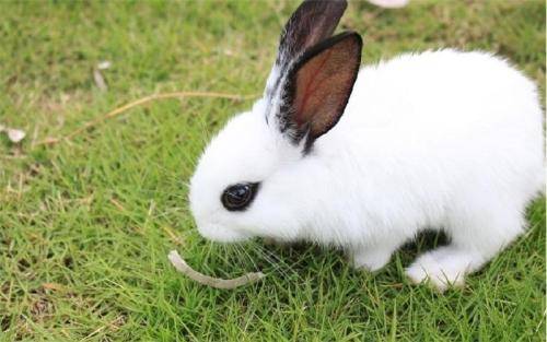 兔子耳朵长癣的主要原因是什么