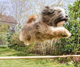 你以为中国只有中华田园犬,带你认识一下中国十大名犬