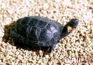 木雕水龟 搜狗百科 
