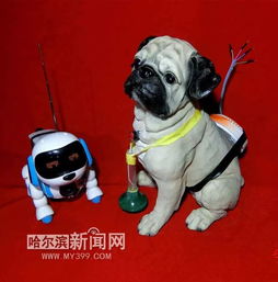 闽江 风华 师附 王兆 群兆 首个国际发明金奖 5所学校7个小学生发明了一只 防溢水 防饭菜糊锅 的机器狗 