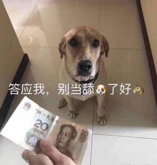 舔狗是什么意思和梗 舔狗出处介绍与相关例句说明