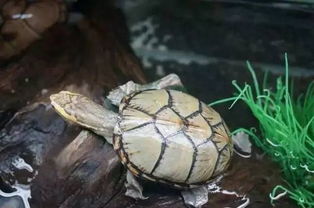头盔蛋龟是保护动物吗？