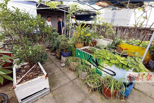 屋顶可种花种菜续 空中菜园 排水用土有讲究 