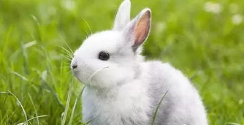 世界上最大的兔兔,能长成4岁男孩那般大