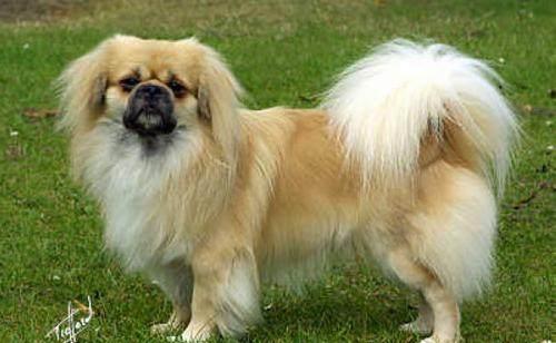 中国10大最值得养的本土犬,中华田园犬榜首,你最喜欢哪个