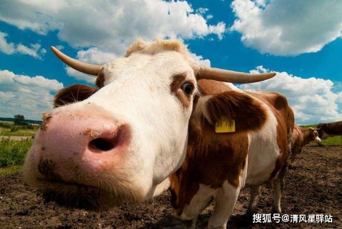 生肖牛出生的大吉时辰,几点出生的属牛人,一生好运有人助