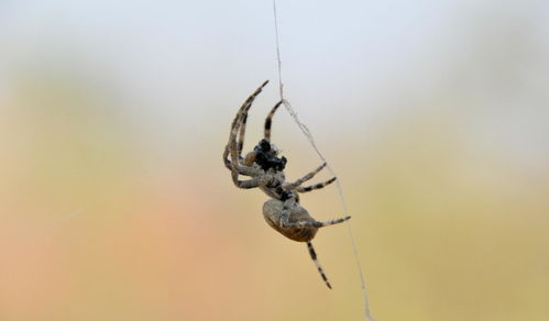 南非的蜘蛛类型