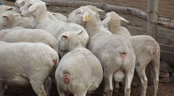 养羊吃什么饲料长的好,育肥羊的催肥方法治疗小偏方 学会能省不少钱