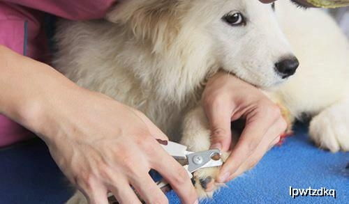 每次给狗狗剪指甲它就惨叫,那需不需要小时候就断了狗狗的血线呢