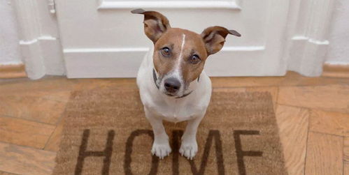 狗狗 迎接 主人回家的6种方式,你家狗子是哪种