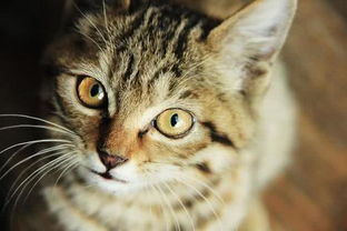 猫也有艾滋病你知道吗 如果猫检查出猫艾滋,该如何饲养 