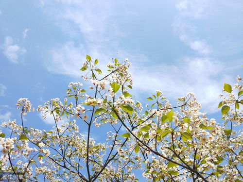 桂花发朋友圈的句子