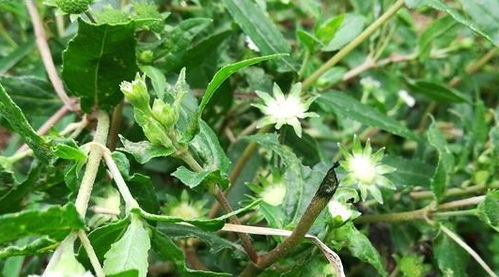 开小白花的草药图片 图片搜索