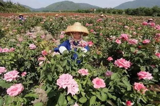 三亚玫瑰谷为什么不建议去