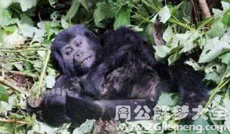 梦见黑猩猩 梦到黑猩猩是什么意思 周公解梦大全网 