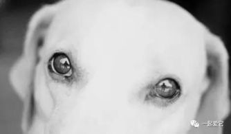 宠知识 狗狗是色盲吗 如果是的话,导盲犬又是怎样区分红绿灯的呢 