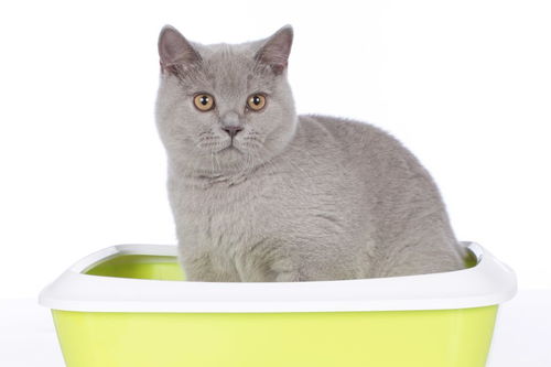 两只猫可以共用猫砂盆,碗和喝水的碗吗 