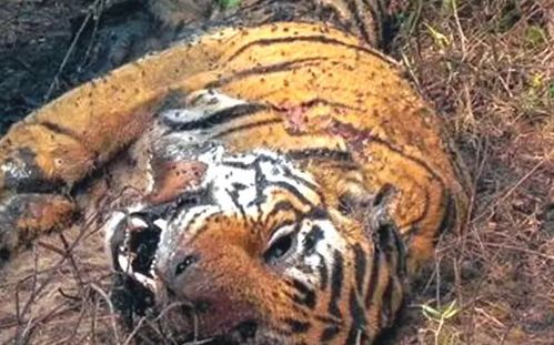 世界上最凶狠的老虎,吃掉400余人,被击毙后发现它吃人真相