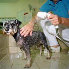 主人给狗狗这样洗澡,殊不知是害了狗狗 