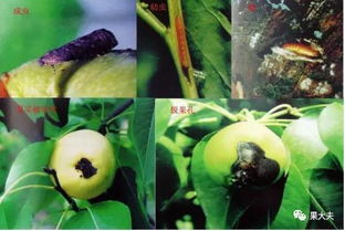 梨小食心虫用什么药防治效果好,啶虫脒能不能杀果树食心虫？用多大倍数