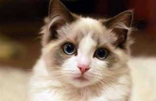 布偶猫为什么不能养 不适宜养布偶猫的四大理由 