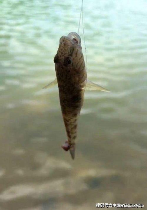 这种鱼 不要命 ,喜欢跳到水面石头上,却价值几十元一斤