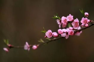 唐伯虎 桃花庵,种花,种诗,种人生 