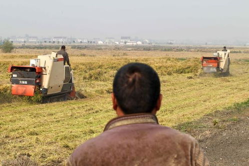 有人离世多年土地仍在,有人正值壮年却无地可种 专家怎么说