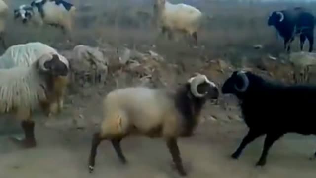 别再说羊温驯了,白羊找事挑战黑羊,三个回合下来被打翻在地 