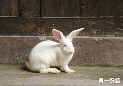 兔脚皮炎有哪些症状