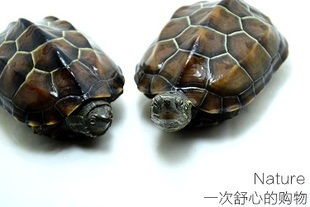 中华草龟一年能长多大？