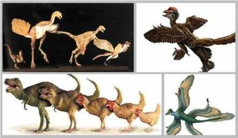 恐龙变成鸟类的演化过程是以什么顺序介绍的 
