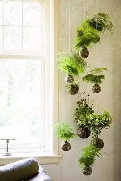 绿植长在墙上,个性又省地方