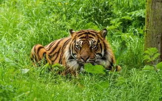 人类为什么要好好保护老虎 这一切都是为了人类的未来