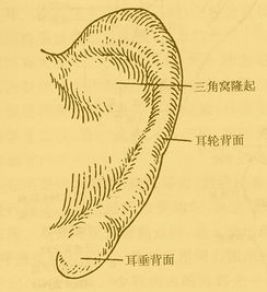 面相算命图解耳朵