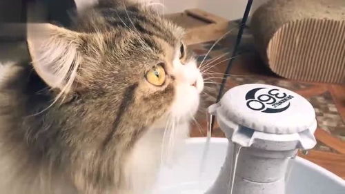 猫猫喝水的样子好可爱啊,你感觉呢 
