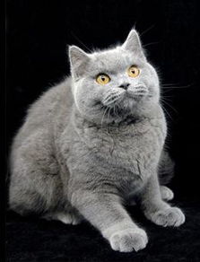 灰色的猫是什么品种 